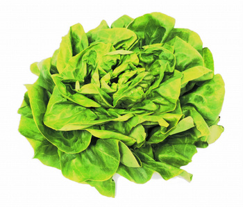 Sałata zielona Polska kl. I szt