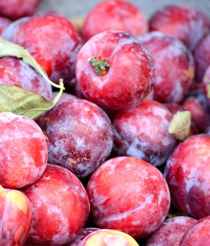 Śliwka gruba różowa kg