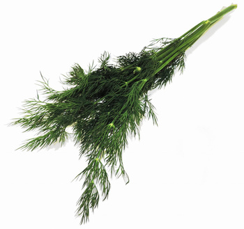 Koperek pęczek  Polska kl. I  1szt