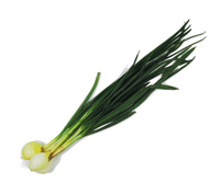 Cebulka pęczek Polska kl. I szt