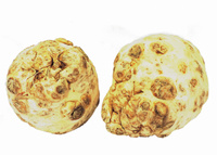 Seler Holandia kl.kg